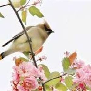 Meet your Posher, Cherry